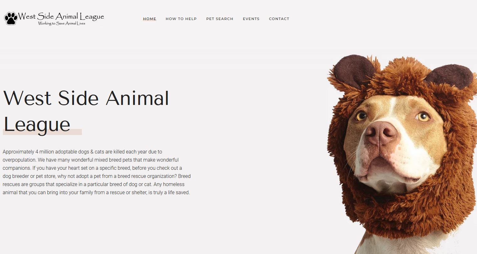  Website Design and Logo Design